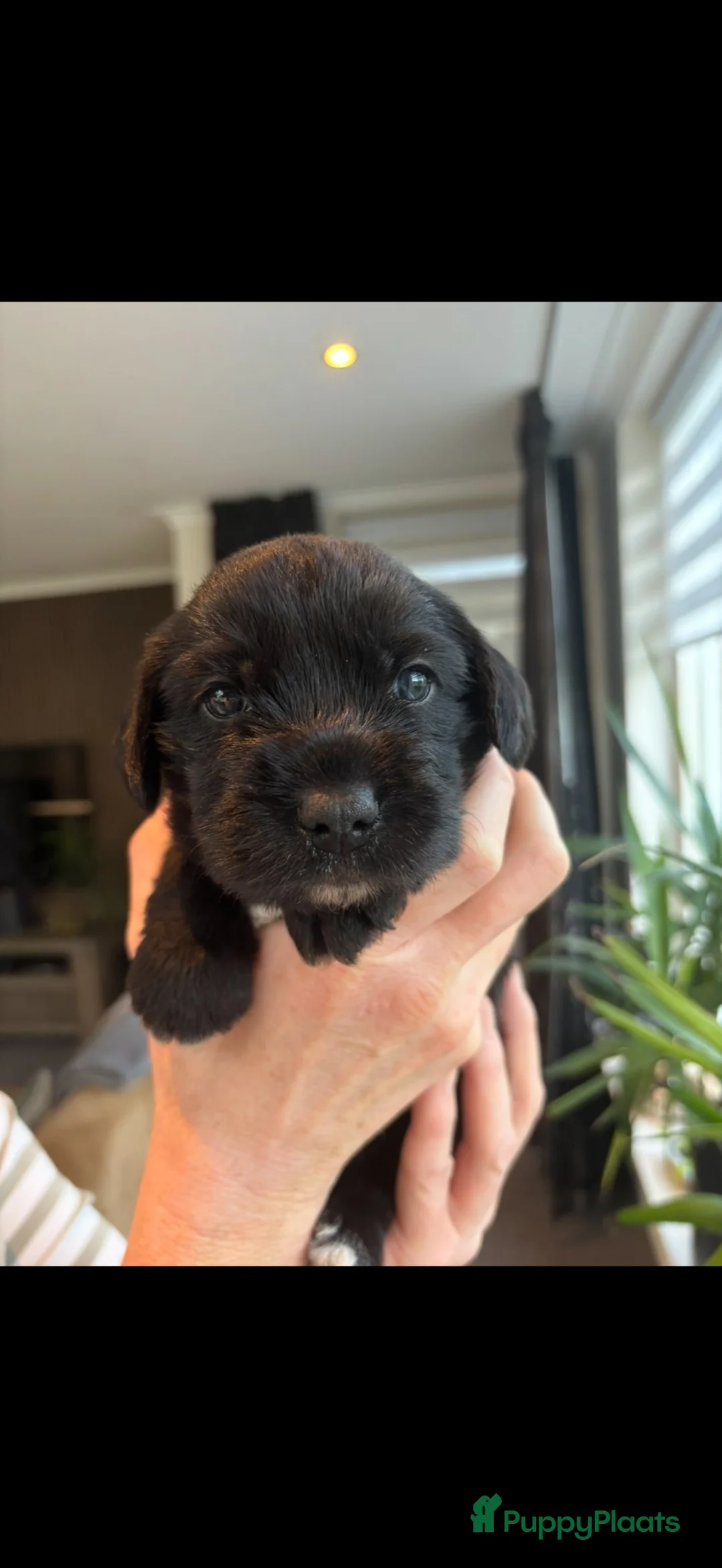 Kruising honden te koop: Lieve Schapendoes x Smous pups - Advertentie 9