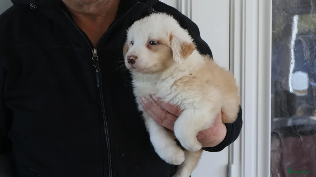 Nova Scotia Duck Tolling Retriever honden te koop: novia scotia duck x toller retriever pups te koop - Advertentie 2