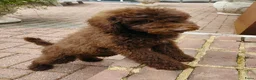Labradoodle honden te koop: prachtige choco f4 multigen labradoodle pups - Advertentie 15