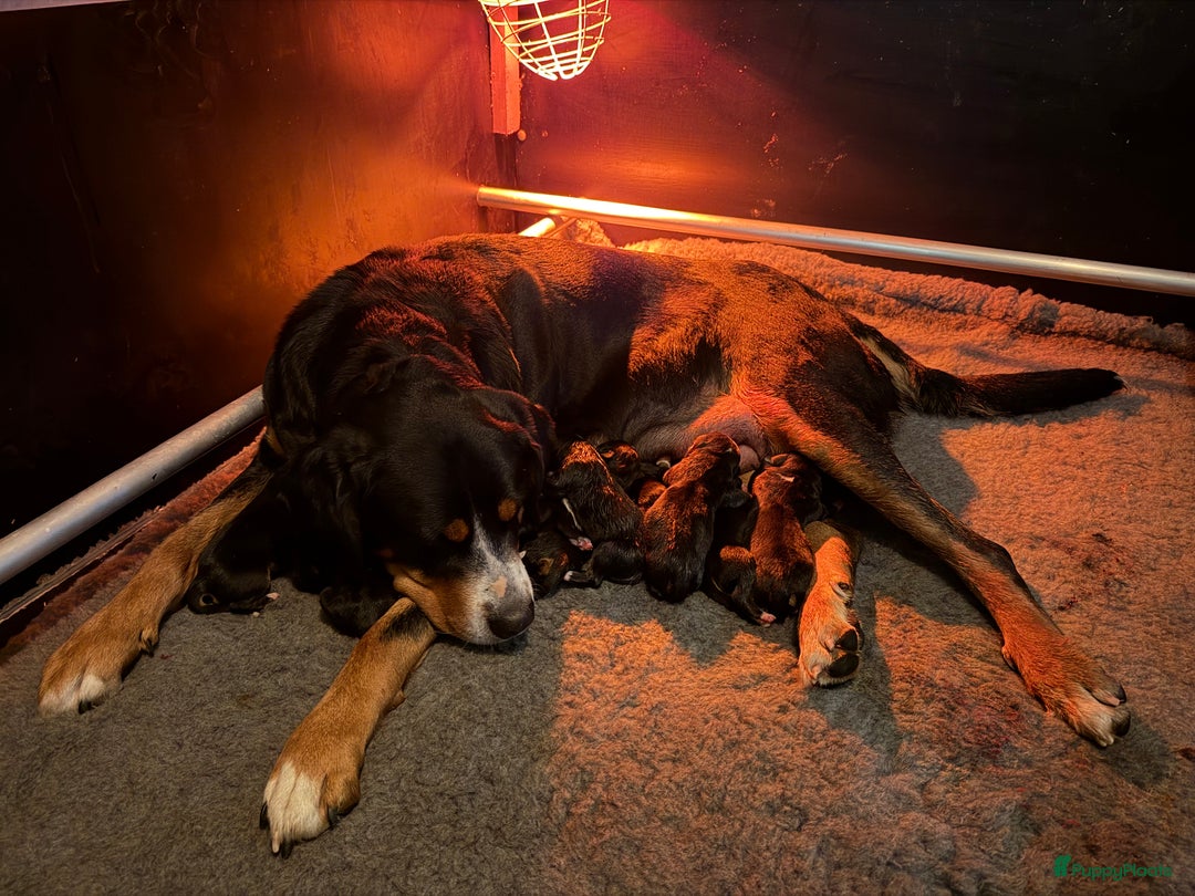 Grote Zwitserse Sennenhond honden te koop: Mooie Grote Zwitserse Sennen pups van onze Suus - Advertentie 3