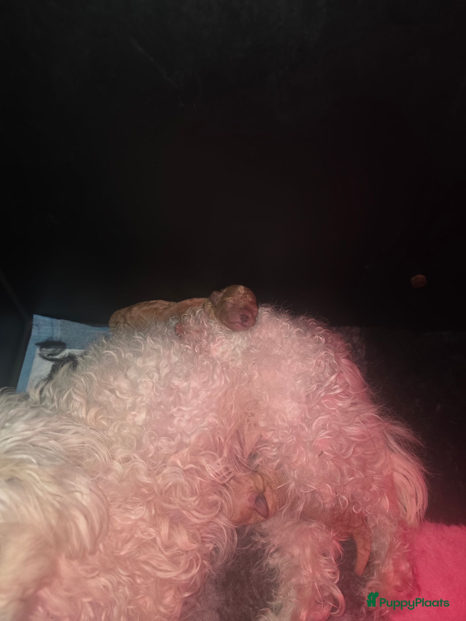 Poedel Toy honden Mini toypoedel pups - Advertentie 2