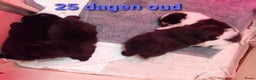 Pomeriaan honden te koop: 4 Prachtige pomeriaan/dwergkees pups. 💙💜 - Advertentie 18