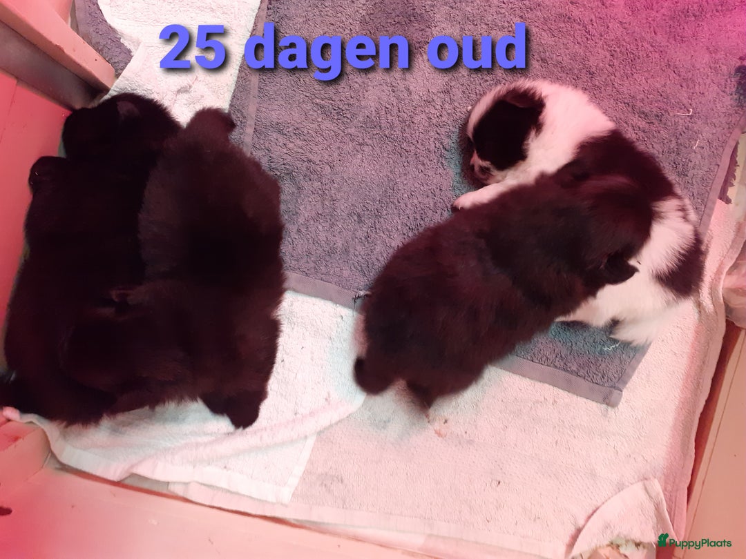 Pomeriaan honden te koop: 4 Prachtige pomeriaan/dwergkees pups. 💙💜 - Advertentie 18