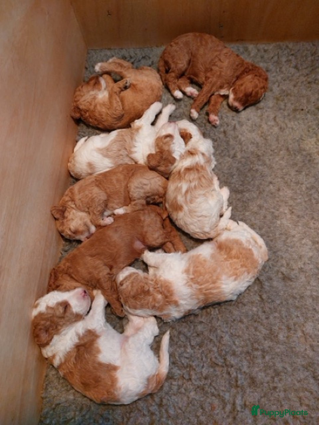 Poedel honden te koop: Raszuivere middenmaat poedelpups - Afbeelding 2