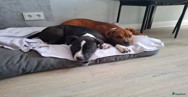 American Staffordshire Terriër honden - Advertentie 10