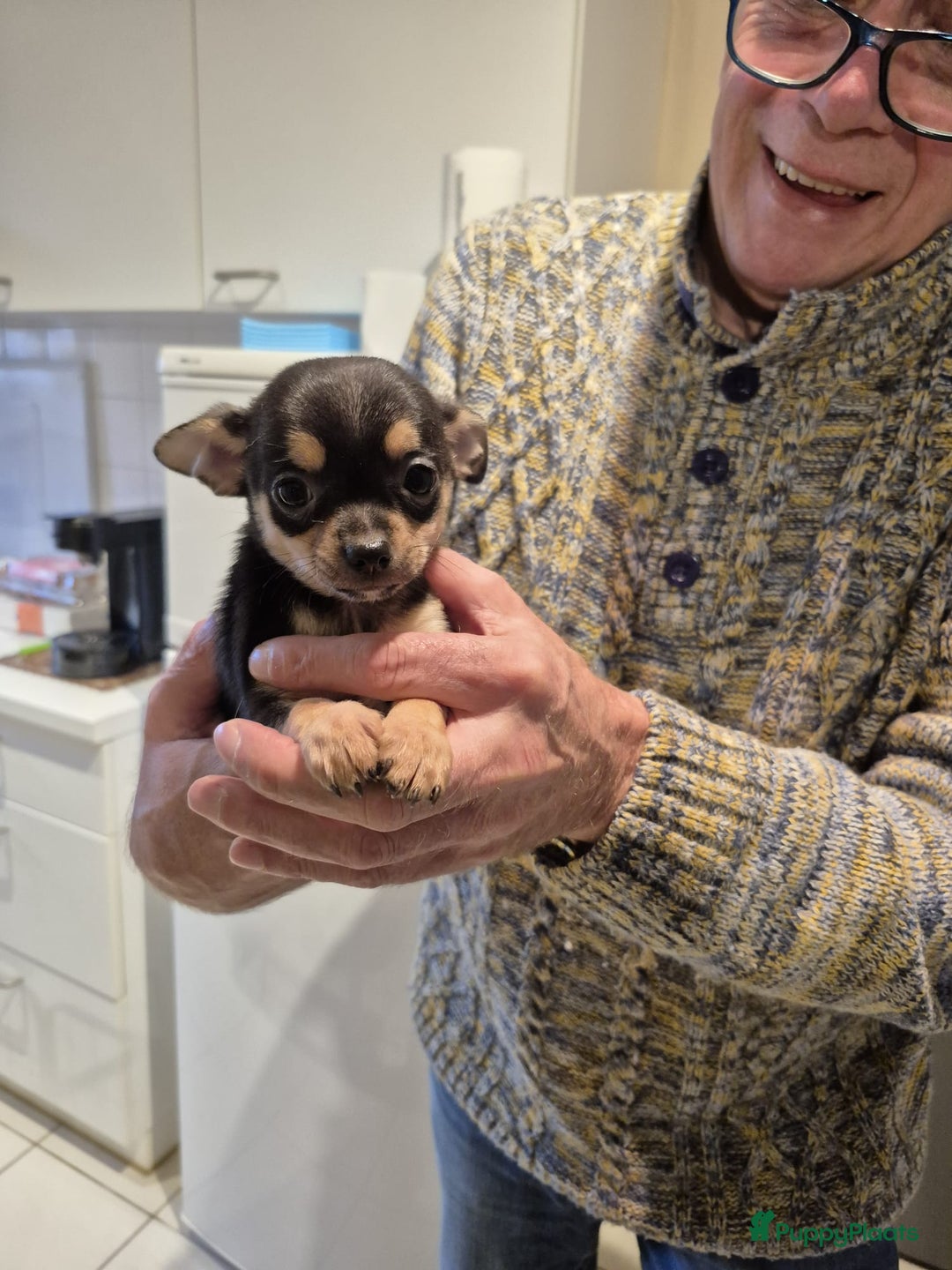 Chihuahua honden te koop: Prachtig kortharig chihuahuapupje - Advertentie 3