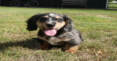 Teckel (langhaar) honden - Advertentie 5