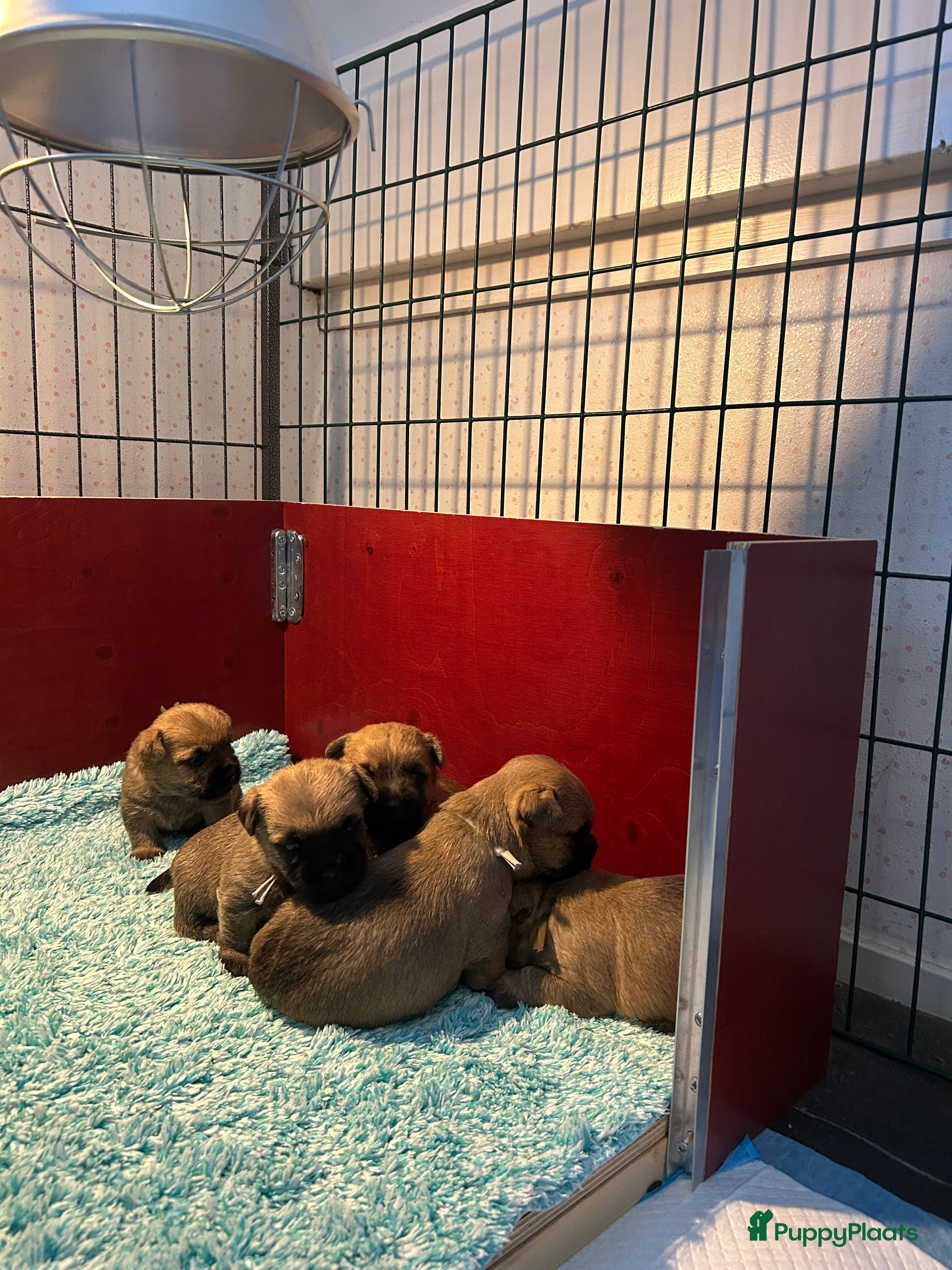 Cairn Terriër honden Cairn Terriër puppy reutjes, lichtrood/blond - Advertentie 2