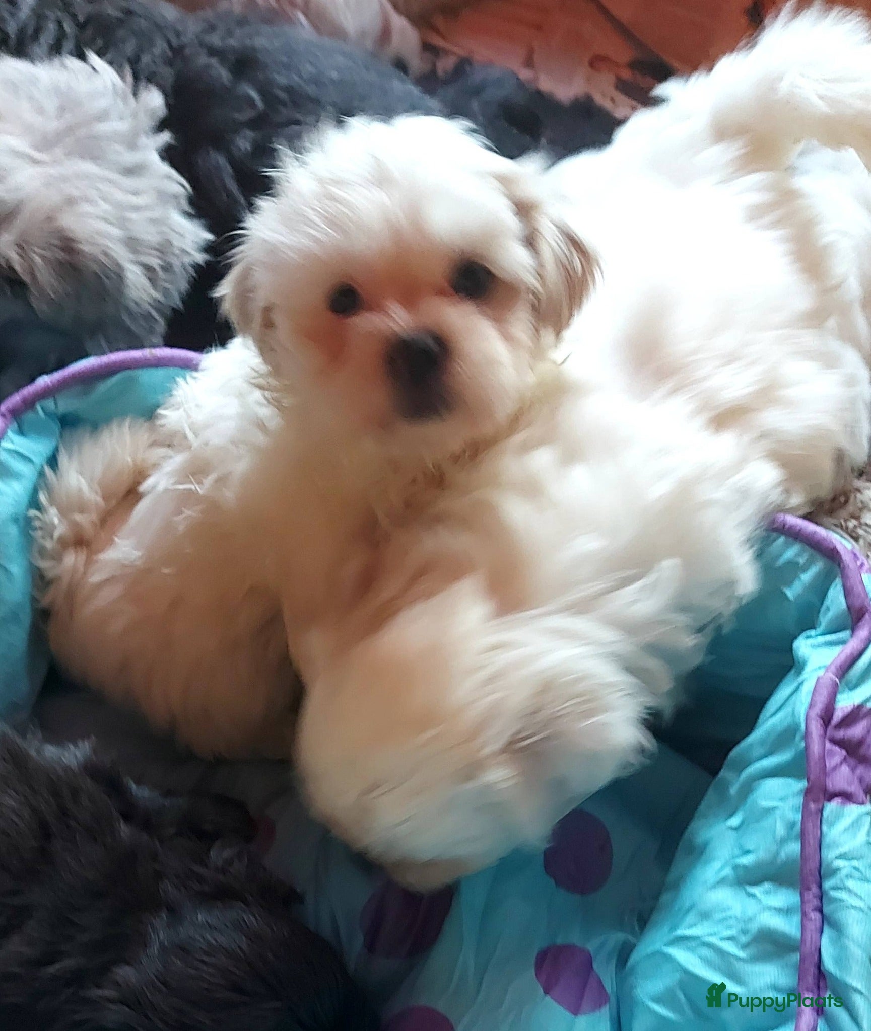 Kruising honden Boomer pups bijna 8 weken oud - Advertentie 2