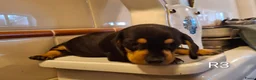 Teckel (korthaar)  honden te koop: Black and tan teckel pups  - Advertentie 5