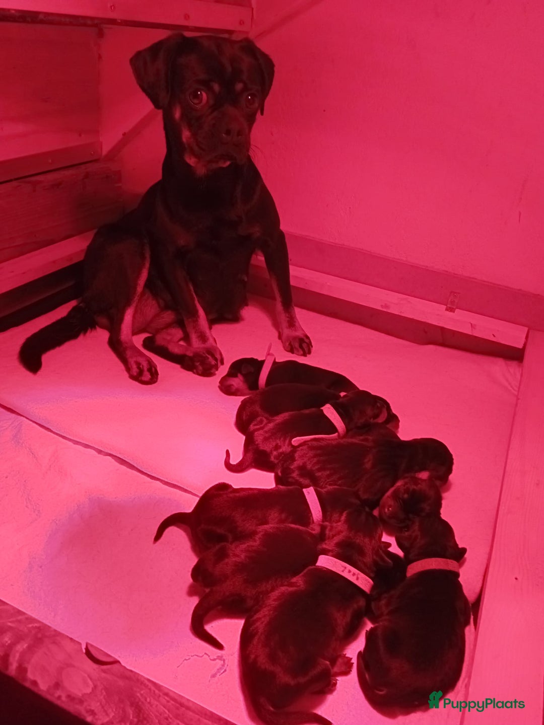 Kruising honden te koop: Carlin Pinscher Pups - Advertentie 10