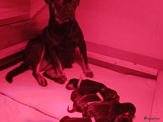 Kruising honden Carlin Pinscher Pups - Advertentie 2