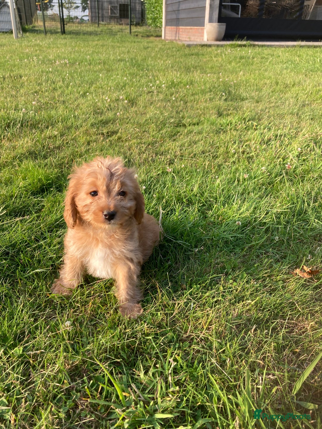 Cockapoo honden te koop: Hele lieve Cockapoo pups - Afbeelding 7