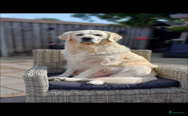 Golden Retriever honden - Advertentie 1