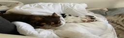 Chihuahua honden te koop: Prachtige chihuahua pups - Advertentie 13