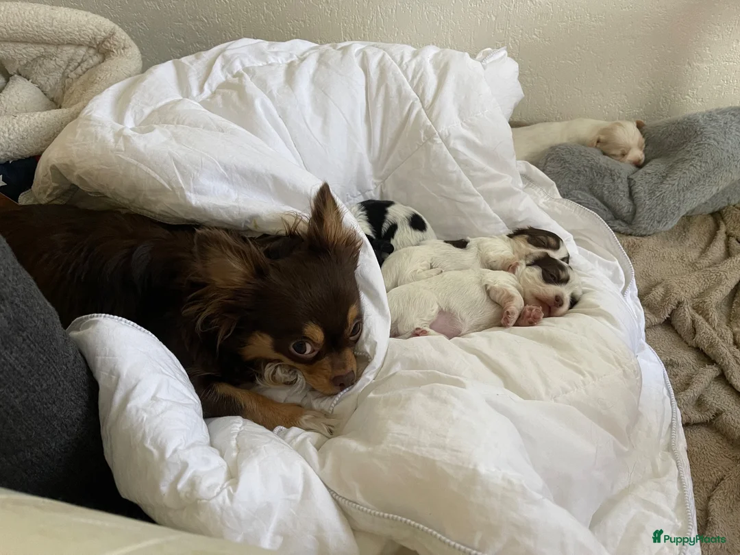Chihuahua honden te koop: Prachtige chihuahua pups - Advertentie 13
