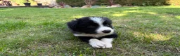 Border Collie honden te koop: Border collie pups  - Advertentie 10