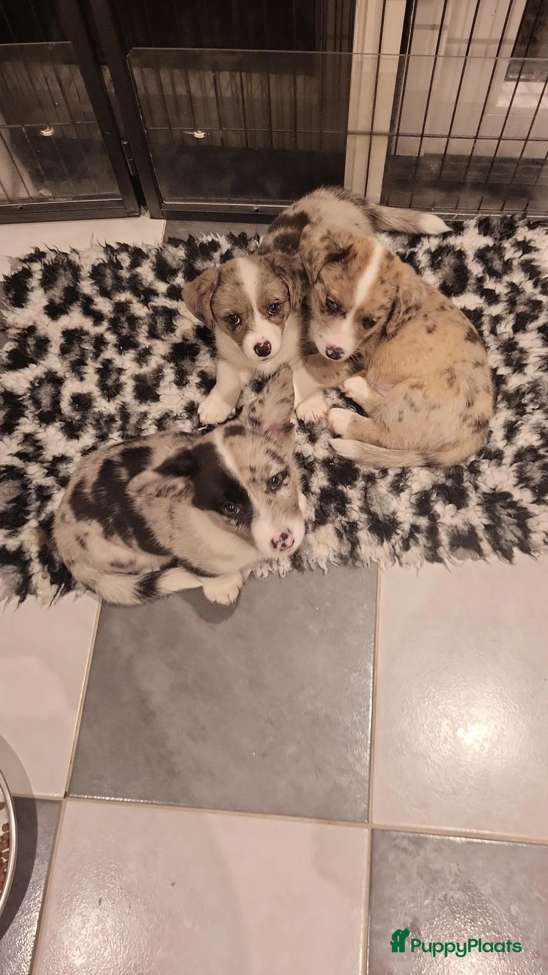 Welsh Corgi Cardigan honden te koop: Welsh corgi cardigan pups, blue merle - Advertentie 2