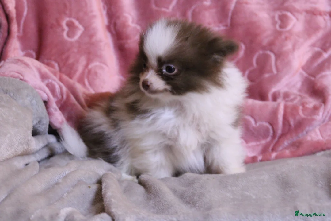 Pomeriaan honden te koop: Lilac met wit pomeriaan pups 12 weken. - Advertentie 10