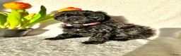 Poedel Toy honden te koop: Toypoedel pups (mini toypoedel) toypoodle puppy’s  - Advertentie 26