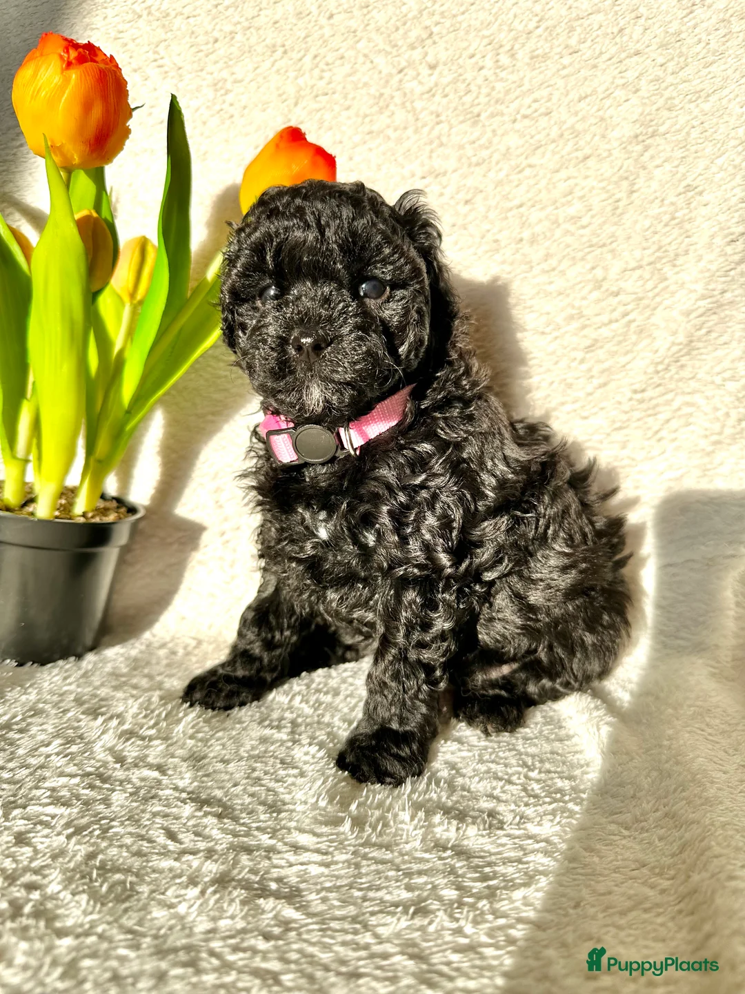 Poedel Toy honden te koop: Toypoedel pups (mini toypoedel) toypoodle puppy’s  - Advertentie 26