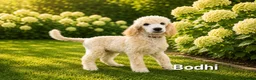 Labradoodle honden te koop: Poedel out cross pups beschibaar - Advertentie 4