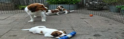 Kooikerhondje honden te koop: Raszuivere Kooikerpups - Advertentie 8