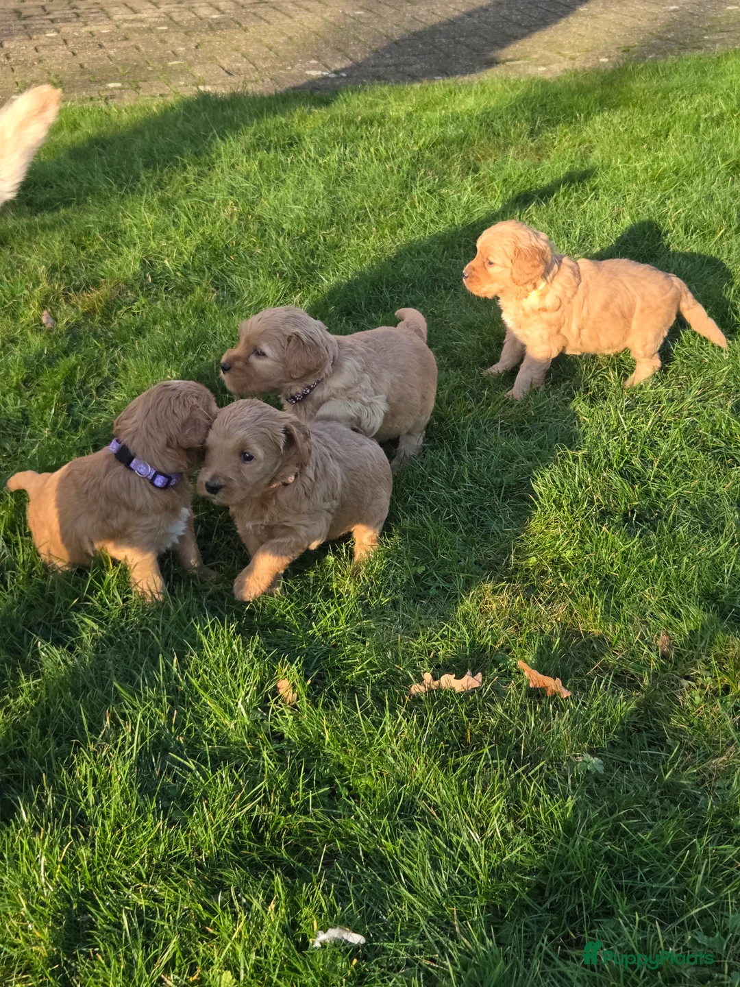 Kruising honden te koop: Labradoodle x Goldendoodle pups - Advertentie 28