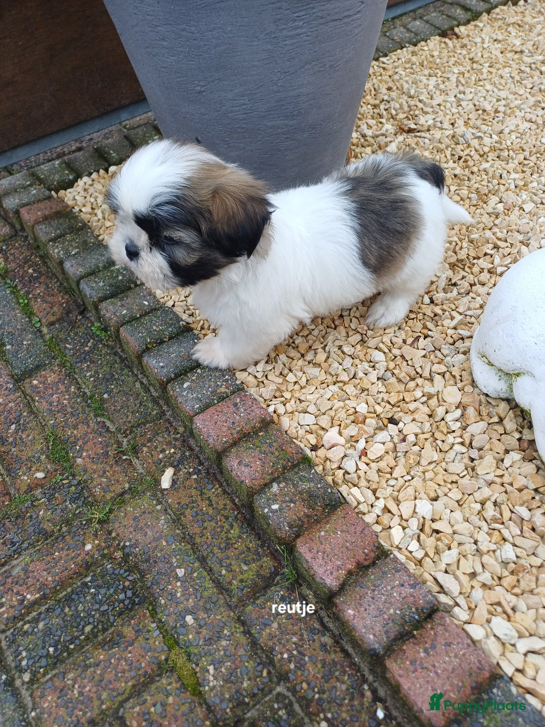 Shih Tzu honden te koop: leuke lieve ras zuiver shih tzu pups - Advertentie 35