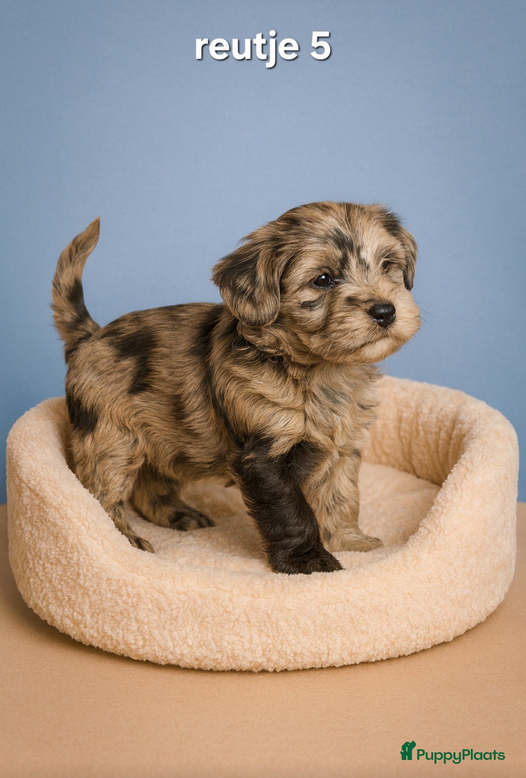 Kruising honden te koop: Mooie gezonde boomer pups.Maltezer maal Shih tzu  - Advertentie 12