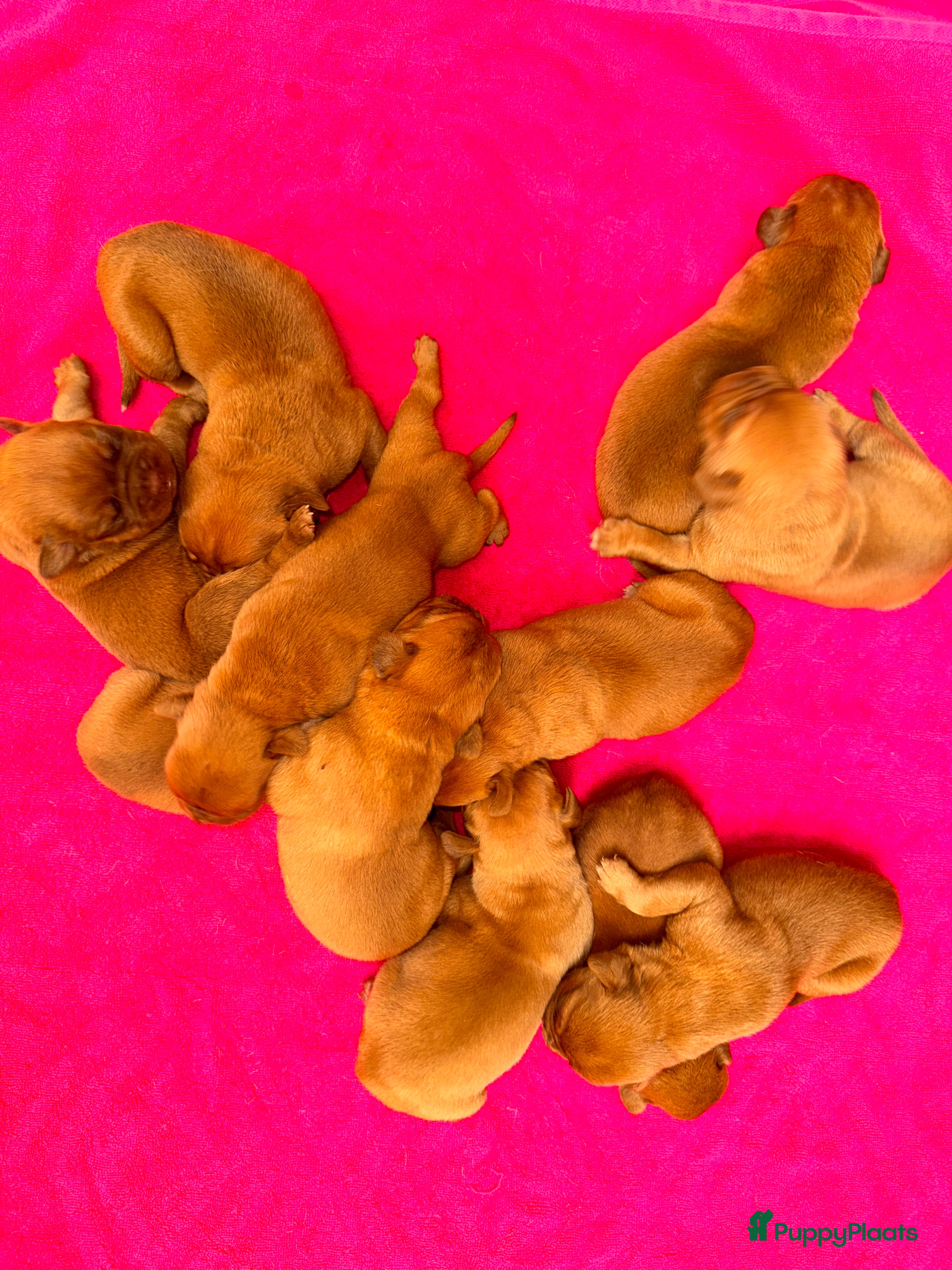 Bordeaux Dog honden Bordeaux dog pups bordeauxdog  - Advertentie 1