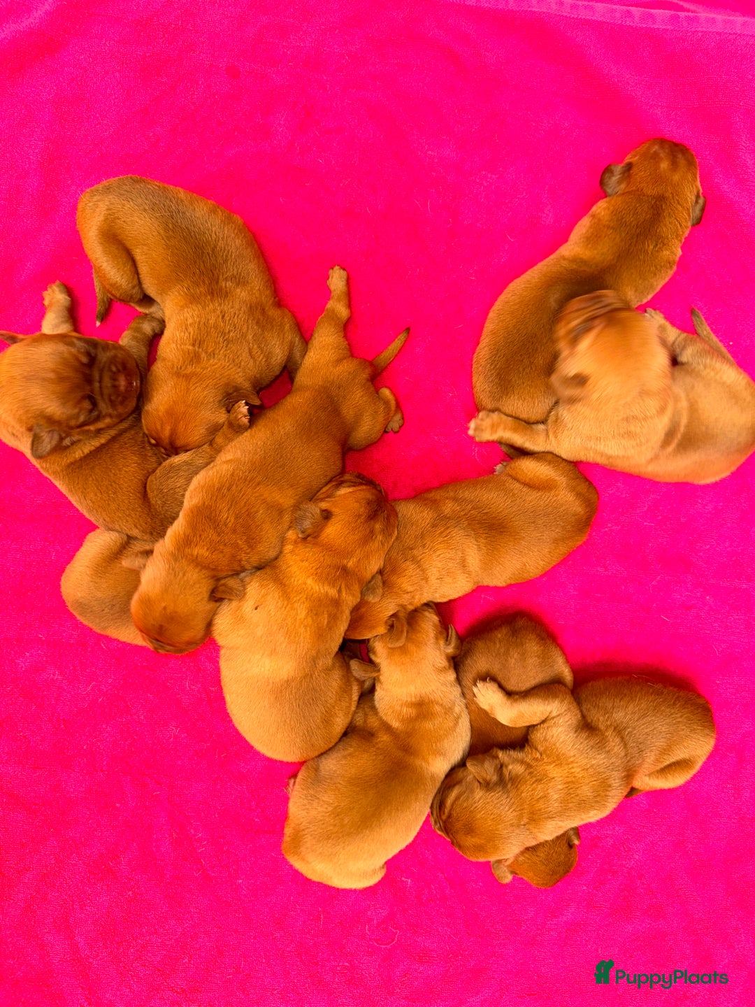 Bordeaux Dog honden te koop: Bordeaux dog pups bordeauxdog  - Advertentie 1