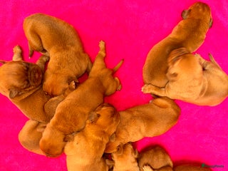 Bordeaux Dog honden Bordeaux dog pups bordeauxdog - Advertentie 1