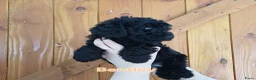 Labradoodle honden te koop: Direct beschikbaar 2 prachtige labradoodle reutjes - Advertentie 2