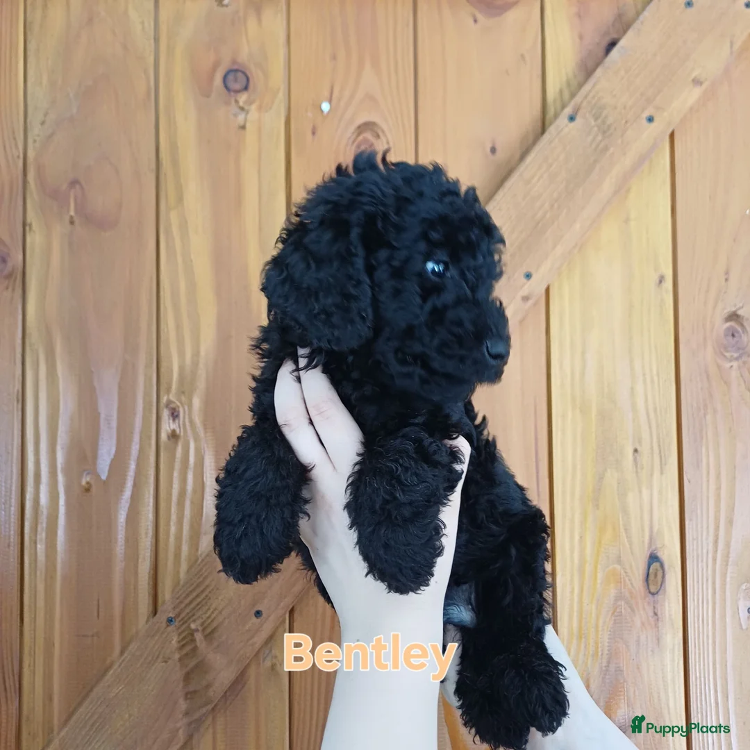 Labradoodle honden te koop: Direct beschikbaar 2 prachtige labradoodle reutjes - Advertentie 2