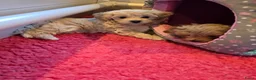 Maltipoo honden te koop: Mooie Lieve Maltipoo Maltezer / toypoedel pup - Advertentie 17