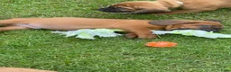 Beierse Bergzweethond honden te koop: Hanoveraaanse zweethond pups - Advertentie 8