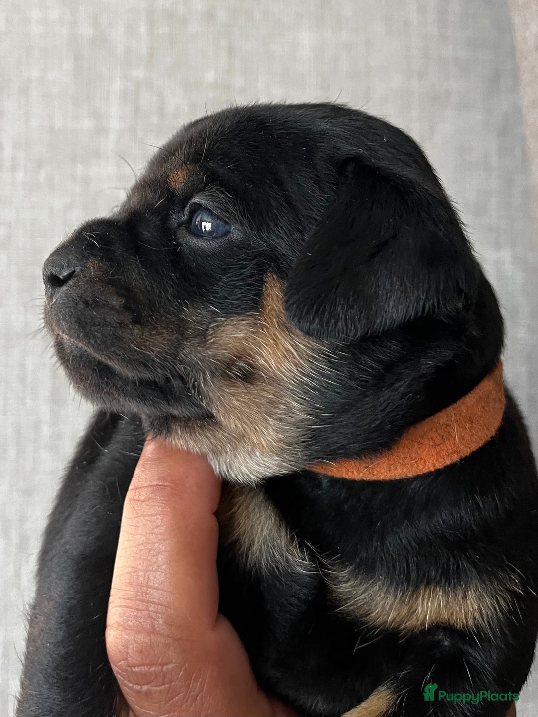 Dwergpinscher honden te koop: Carlin Pinscher Puppy’s te koop - Afbeelding 5