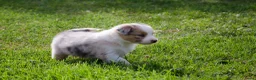 Border Collie honden te koop: Border collie geboren op boerderij (BE) - Advertentie 12