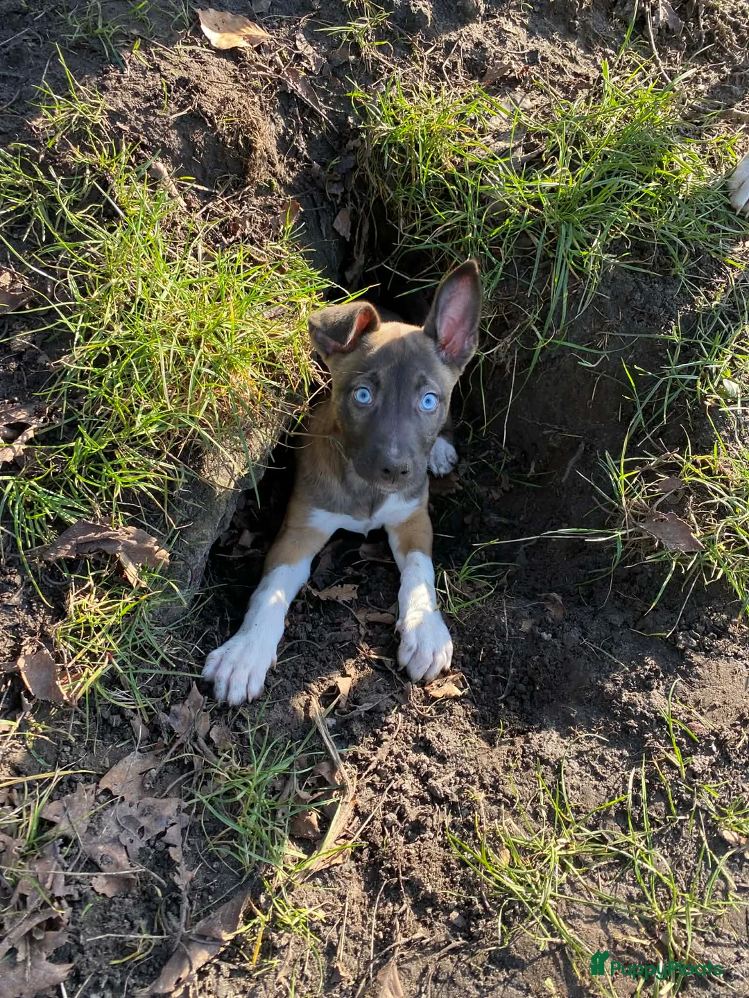 Engelse Stafford honden te koop: Puppy  - Advertentie 1