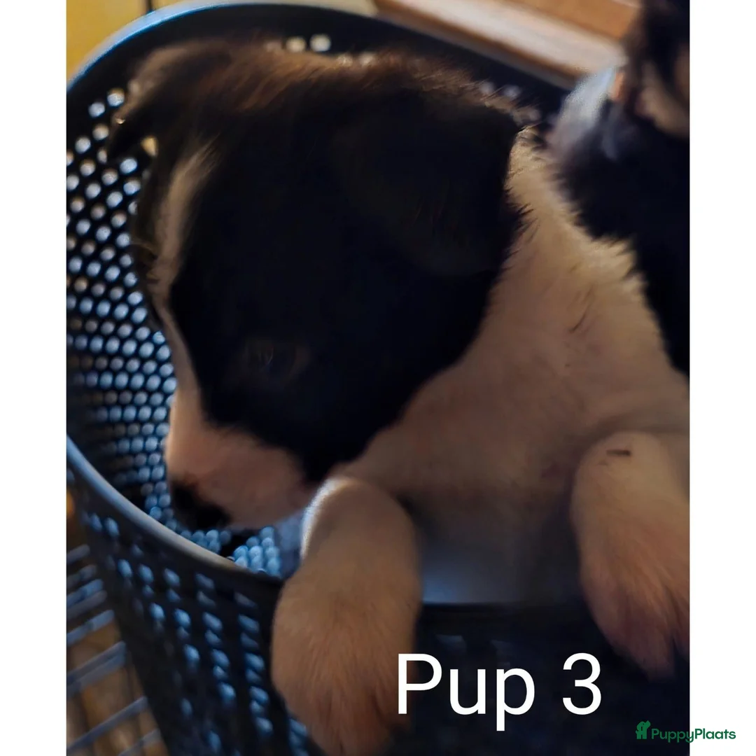 Border Collie honden te koop: Te koop 3 kleur pups uit werklijn - Advertentie 4