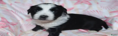 Tibetaanse Terriër Puppy 9