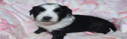 Tibetaanse Terriër honden te koop: Tibetaanse terrier pups met stamboom  - Advertentie 22
