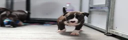 American Staffordshire Terriër honden te koop: Prachtige nestje amstaff pups - Advertentie 11