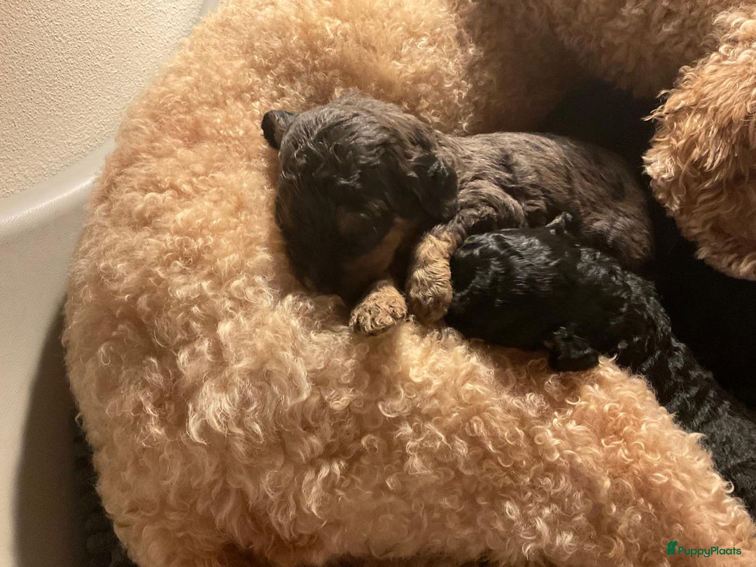 Goldendoodle honden te koop: Lieve sociale Goldendoodle pups, middelmaat - Advertentie 6