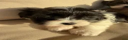 Kruising honden te koop: Prachtige boomer pups  - Advertentie 6