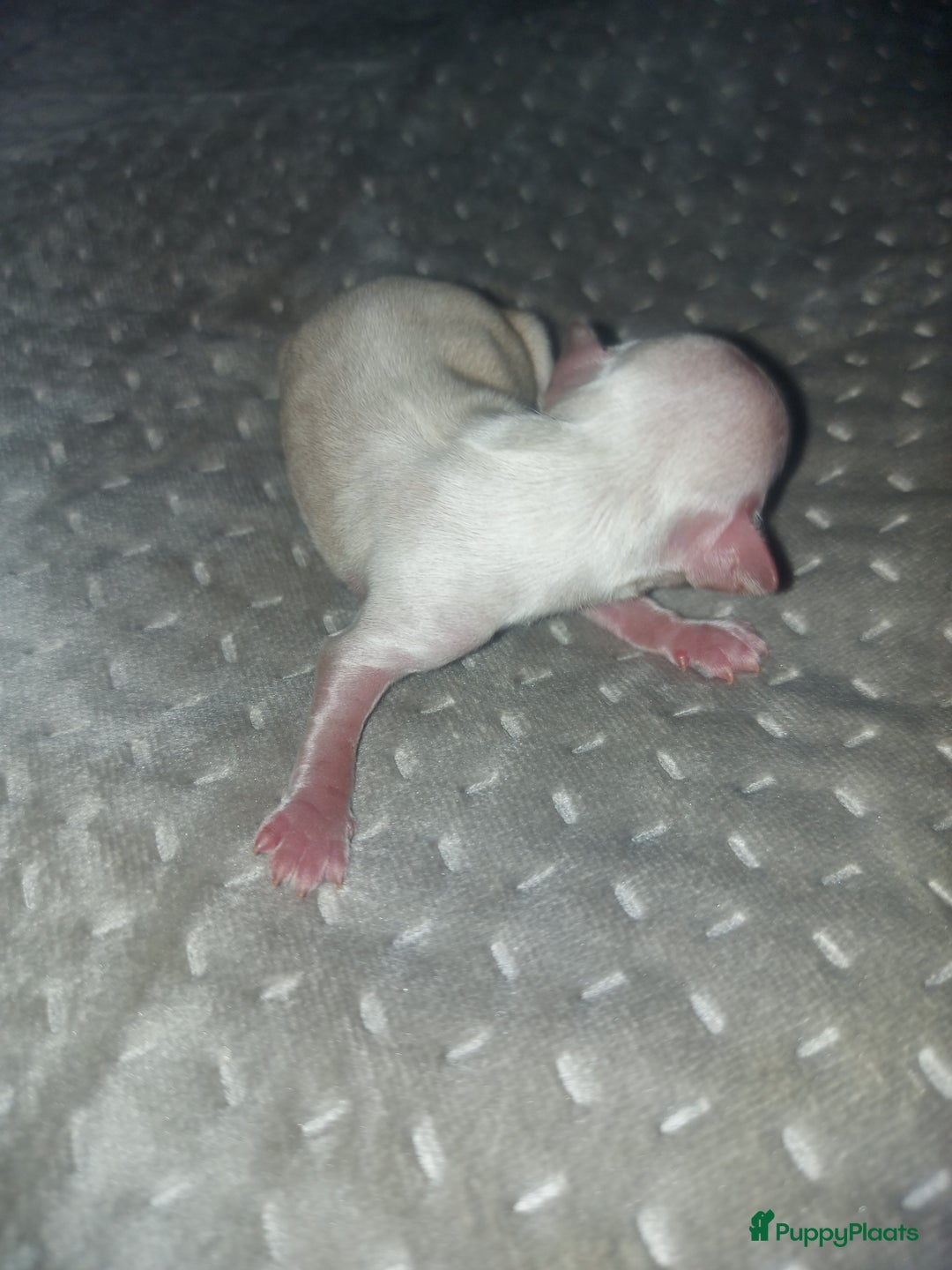 Chihuahua honden te koop: Prachtige pupjes - Advertentie 7