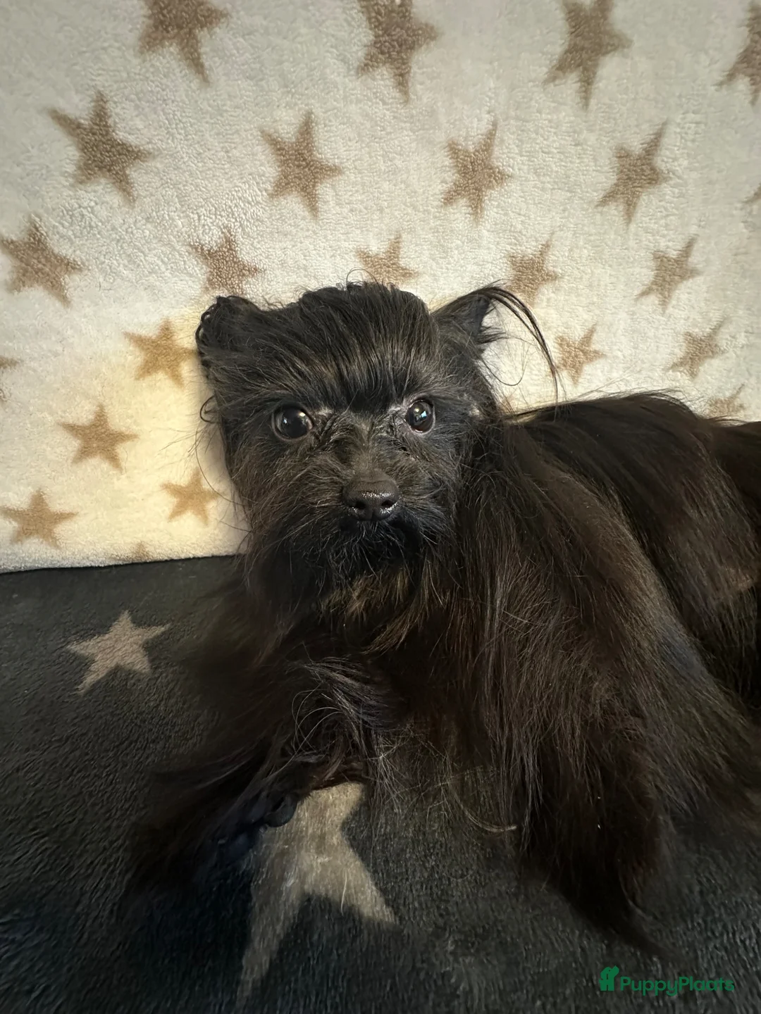 Yorkshire Terriër honden te koop: Zwarte Yorkshire Terrier met stamboom - Advertentie 7