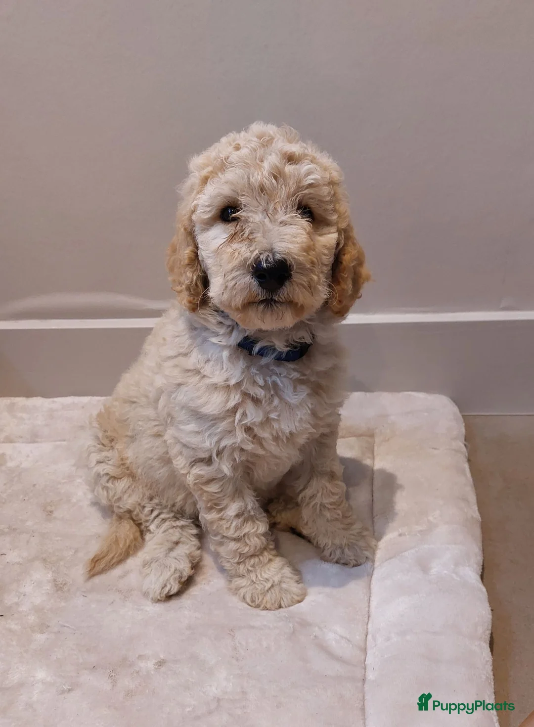 Labradoodle honden te koop: Nog 2 knappe labradoodles  - Advertentie 2