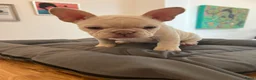 Franse Bulldog honden te koop: 🐶 Prachtige Franse Bulldog pups te koop - Advertentie 13